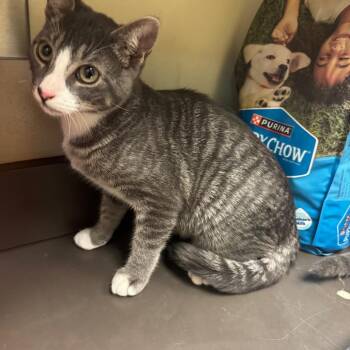 Token -  Domestic Short Hair Cat for Adoption in Columbus, Georgia - Token | PetCurious