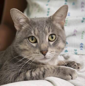 Fields -  Tabby Cat for Adoption in Chicago, Illinois - Fields | PetCurious