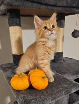 Dino Nuggett -  Domestic Short Hair Cat for Adoption in Ogden, Utah - Dino Nuggett | PetCurious
