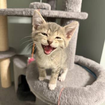 Edie -  Domestic Short Hair Cat for Adoption - Edie | PetCurious