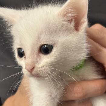 Rescue Domestic Short Hair Cats for Adoption in Summerville, South Carolina - Flynn | PetCurious