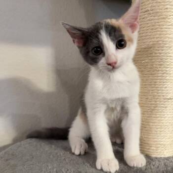 Mini -  Domestic Short Hair Cat for Adoption in Midland, Texas - Mini | PetCurious
