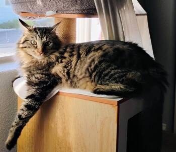 MAXIMUS -  Domestic Medium Hair Cat for Adoption in Camarillo, California - MAXIMUS | PetCurious