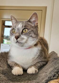Dove -  Domestic Short Hair Cat for Adoption in Fremont, Ohio - Dove | PetCurious