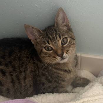 Rescue Domestic Short Hair Cats for Adoption - Gamora | PetCurious