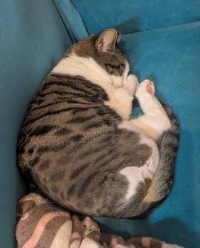 Domestic Short Hair Cats Available for Adoption in Austin, Texas - Blossom | PetCurious