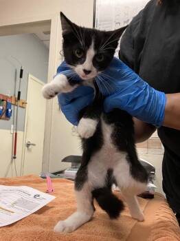 JOLLY -  Domestic Short Hair Cat for Adoption in Long Beach, California - JOLLY | PetCurious