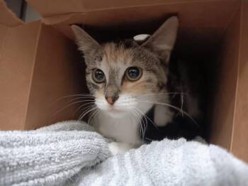 Domestic Short Hair Cats Available for Adoption - Belinda | PetCurious