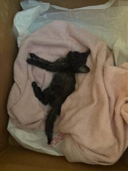 ZABRA -  Domestic Short Hair Cat for Adoption in San Antonio, Texas - ZABRA | PetCurious