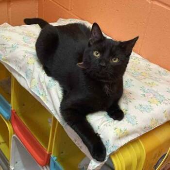 Rescue American Shorthair Cats for Adoption in Philippi, West Virginia - Cookie | PetCurious