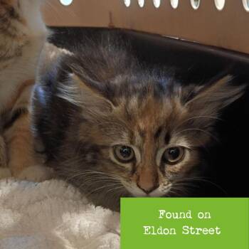 Baritone -  Domestic Short Hair Cat for Adoption in Lynchburg, Virginia - Baritone | PetCurious