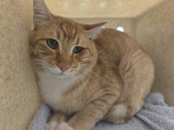 Rescue Domestic Short Hair Cats for Adoption in Kent, Washington - BARN CAT MELON | PetCurious