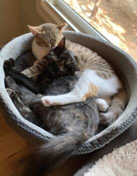 Rose -  Tiger Cat for Adoption in Willits, California - Rose | PetCurious