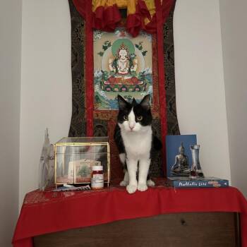 Road Runner -  Domestic Short Hair Cat for Adoption in Evanston, Illinois - Road Runner | PetCurious