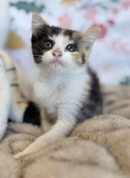Gecko -  Domestic Short Hair Cat for Adoption in Fruit Heights, Utah - Gecko | PetCurious