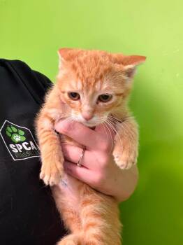 Pepin -  Domestic Short Hair Cat for Adoption in Delson, Quebec - Pepin | PetCurious