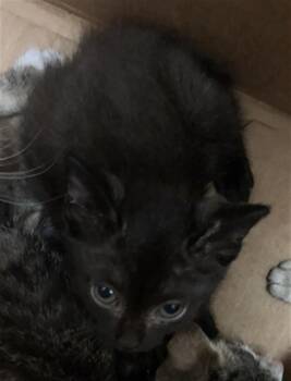 SCAR -  Domestic Short Hair Cat for Adoption in Dallas, Texas - SCAR | PetCurious