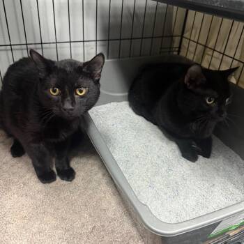 Domestic Short Hair Cats Available for Adoption in Normal, Illinois - Ralph | PetCurious