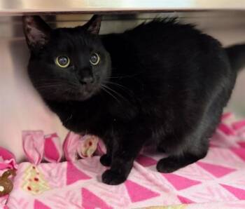 Domestic Short Hair Cats Available for Adoption - JUNIPER | PetCurious