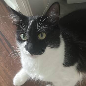 Domestic Medium Hair Cats Available for Adoption - Jax | PetCurious