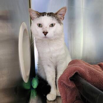 Ira Eugene -  Domestic Short Hair Cat for Adoption in Walker, Michigan - Ira Eugene | PetCurious