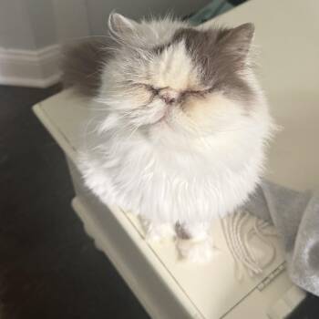 Persian Cats Available for Adoption - Molly | PetCurious