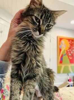 Tabby and Domestic Medium Hair Cats Available for Adoption - Maisie | PetCurious