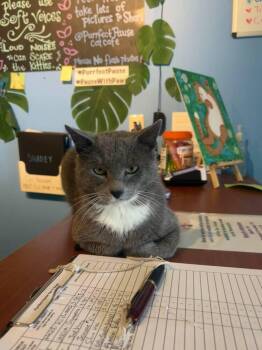 Domestic Short Hair Cats Available for Adoption in Lafayette, Colorado - Shadey | PetCurious