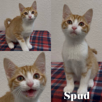 Rescue Domestic Short Hair Cats for Adoption in Aledo, Texas - Spud | PetCurious