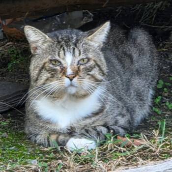 Rescue Domestic Short Hair Cats for Adoption in Nashville, Tennessee - Mr. Handsome | PetCurious