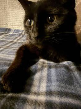 Henry -  Domestic Short Hair Cat for Adoption - Henry | PetCurious
