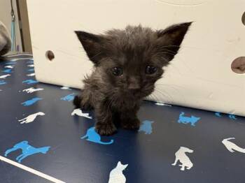 CRISPY -  Domestic Short Hair Cat for Adoption in Ontario, California - CRISPY | PetCurious