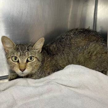 Halle -  Domestic Short Hair Cat for Adoption in Roanoke, Virginia - Halle | PetCurious