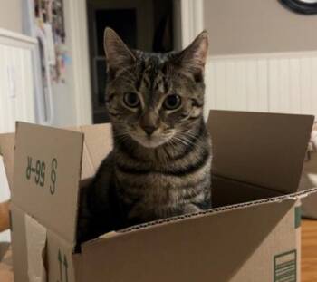 Shayla -  Domestic Short Hair Cat for Adoption in Simcoe, Ontario - Shayla | PetCurious