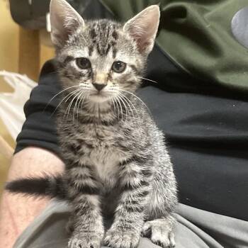 Domestic Short Hair Cats Available for Adoption in Melrose, Florida - Adzuki B | PetCurious