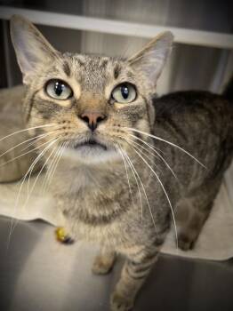 Bowser -  Domestic Short Hair Cat for Adoption in Jackson, Michigan - Bowser | PetCurious