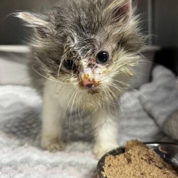 Domestic Short Hair Cats Available for Adoption in Saint Joseph, Missouri - Dunn | PetCurious
