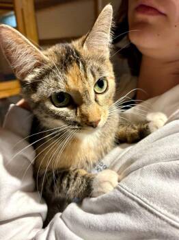 Sofia -  Domestic Short Hair Cat for Adoption in Calgary, Alberta - Sofia | PetCurious