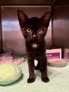 Velvet -  Domestic Short Hair Cat for Adoption in Emerald Isle, North Carolina - Velvet | PetCurious