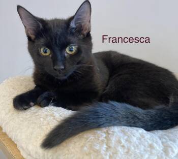 American Shorthair and Tabby Cats Available for Adoption in Billerica, Massachusetts - Francesca | PetCurious
