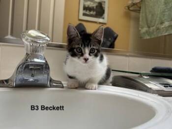 Celadon -  Domestic Short Hair Cat for Adoption in Bellevue, Washington - Celadon | PetCurious