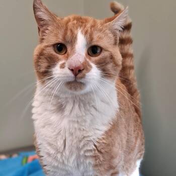 Domestic Short Hair Cats Available for Adoption in Belmont, New York - Colby Jack | PetCurious