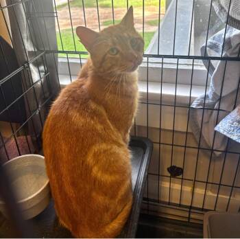 Chuck Norris -  Domestic Short Hair Cat Available for Adoption in Statesboro, Georgia - Chuck Norris | PetCurious