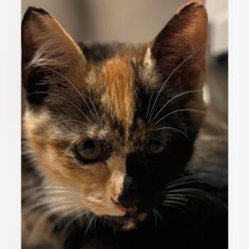 Cali -  Domestic Short Hair Cat for Adoption in Granby, Missouri - Cali | PetCurious