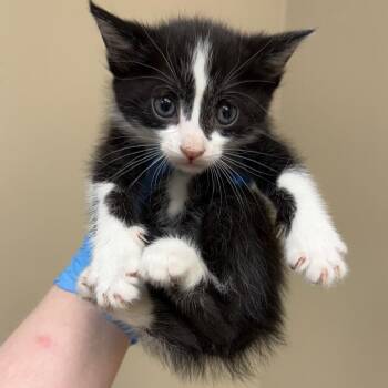 Kurtis -  Domestic Short Hair Cat Available for Adoption in Birmingham, Alabama - Kurtis | PetCurious