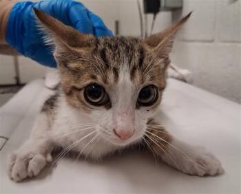 ABBY -  Domestic Short Hair Cat for Adoption in Chula Vista, California - ABBY | PetCurious
