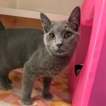 Domestic Short Hair Cats Available for Adoption in Watertown, New York - Mice-Tro | PetCurious