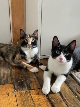 Rescue American Shorthair Cats for Adoption in New York, New York - Bora And Zephyr | PetCurious