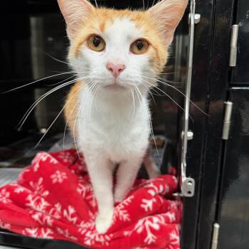 Domestic Short Hair Cats Available for Adoption in Tom Bean, Texas - Love Bug | PetCurious