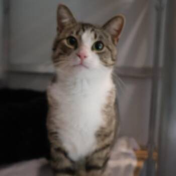 Travis -  Domestic Short Hair Cat for Adoption in Saint Charles, Missouri - Travis | PetCurious